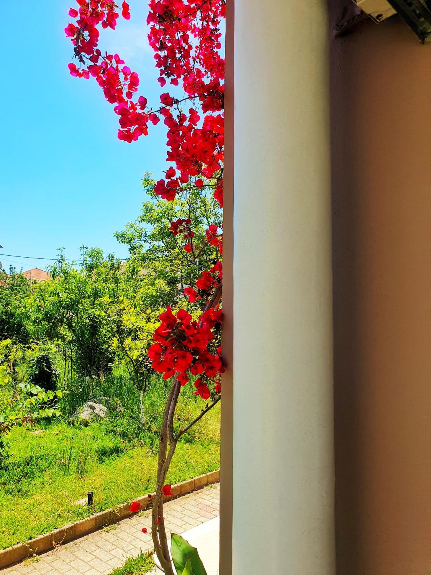 Green Studio Nidri Εξωτερικό φωτογραφία
